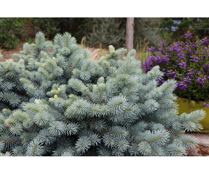 St. Mary's Blue Spruce
